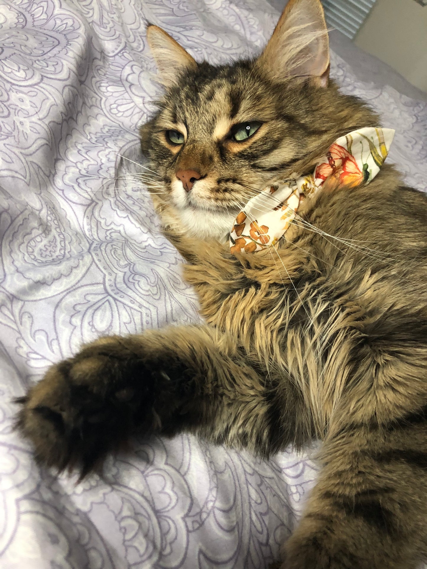 Katzenhalsband mit Schleife und Glöckchen